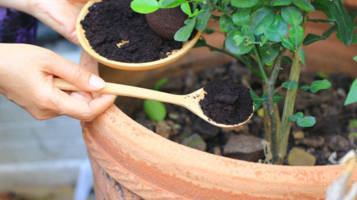 El barato fertilizante casero que hará que tus plantas estallen de flores en mayo